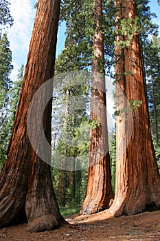 Giant Sequoias, Mariposa Grove photo