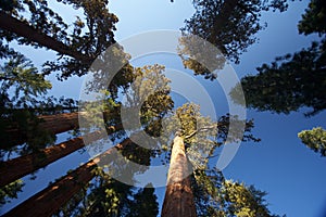 Giant Sequoias, Mariposa Grove, Yosemite