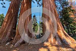 Giant Sequoias in Sequoia National park