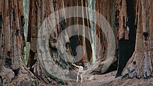 Giant Sequoias at Sequoia National Park