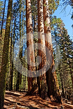 Giant sequoias in Sequoia National Park