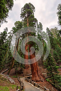 Giant sequoias in Sequoia national Park