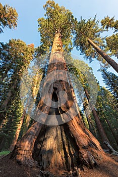 Giant Sequoias in the Sequoia National Park in California