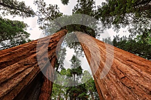 Giant Sequoias in the Sequoia National Park in California