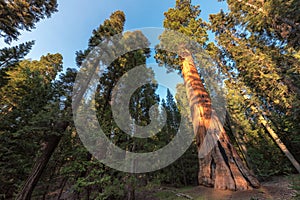 Giant Sequoias in the Sequoia National Park in California photo