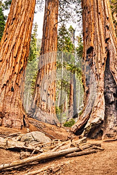 Gigante sequoie 