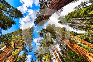 Giant Sequoias in the Sequoia National Park, California photo