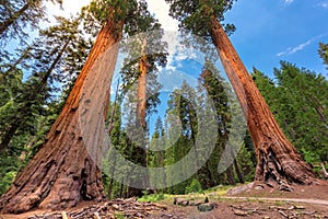 Giant Sequoias in Sequoia National park photo