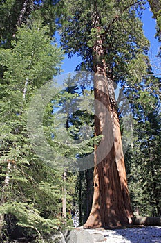 Sequoia National Park, Sierra Nevada, Giant Sequoias, Sequoiadendron giganteum, in General Sherman Grove, California photo
