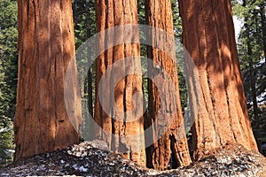 Kings Canyon National Park Giant Sequoias in Spring at Grant`s Grove, Sierra Nevada, California, USA