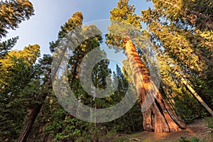 Giant Sequoias at sunset in Sequoia National park