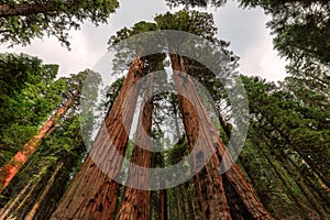 Giant sequoias tree closeup in Sequoia national Park