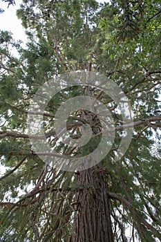 Giant Sequoias Tree (Sequoiadendron giganteum) or Sierran redwood growing in the park photo