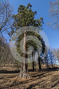 Giant Sequoias Trees Sequoiadendron giganteum or Sierran redwood growing in the forest. Salasisko. Rudno nad Hronom. Slovakia photo