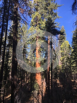 Giant Sequoias at Tuolumne Grove at Yosemite National Park in November.