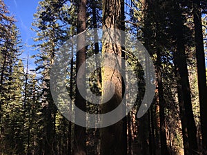 Giant Sequoias at Tuolumne Grove at Yosemite National Park in November.