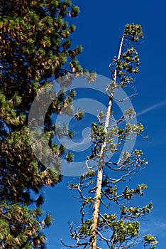 Giant sequoias in Yosemite