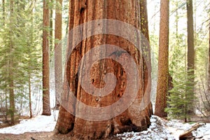 Giant Sequoias,Yosemite National Park