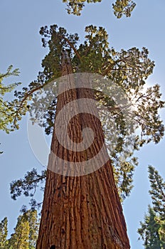 Giant Sequoias in Yosemite National Park, USA