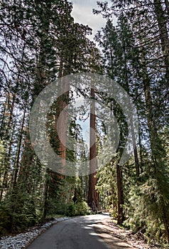 Giant Sequoias in Yosemite NP