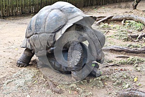 Giant Seychelles tortoises mating, Aldabrachelys gigantea