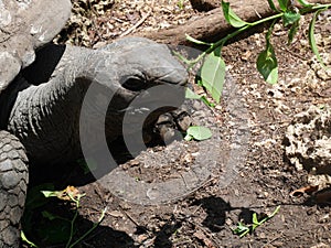 Giant Seychelles Turtle