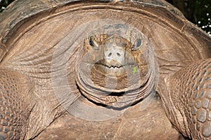 Giant seychelles turtle Aldabrachelys gigantea