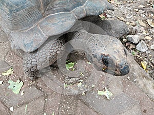 Giant Seychelles turtle closeup.
