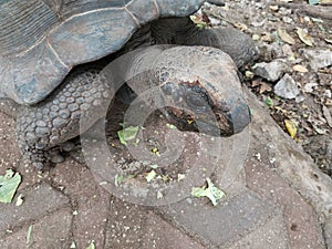 Giant Seychelles turtle closeup.