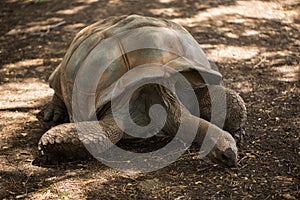 A giant Seychelles turtle in Mauritius close-up.