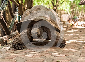 Giant Seychelles turtle in the Park on the island of Prizon, Zanzibar, Tanzania