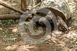 Giant Seychelles turtle in the Park on the island of Prizon, Zanzibar, Tanzania