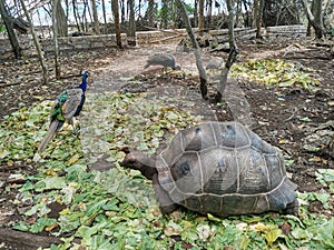 Giant Seychelles turtle and peacocks.