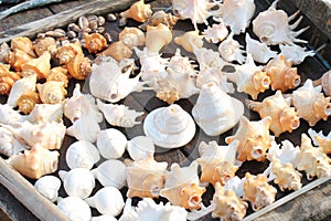 Giant Shells