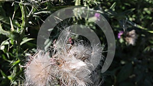 Giant Shield Bug (Tessaratomidae )  walking on Thistle