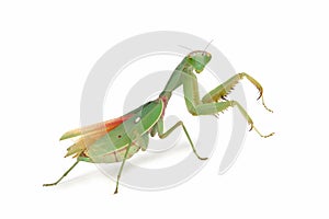 Giant Shield mantis closeup with self defense position on white background