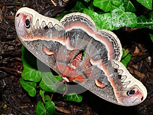 Giant Silk Moth on Ivy