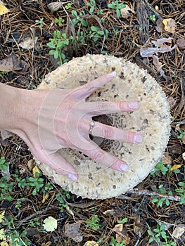 Giant size poisonous mushroom