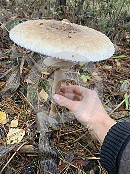 Giant size poisonous mushroom