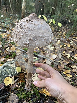 Giant size poisonous mushroom