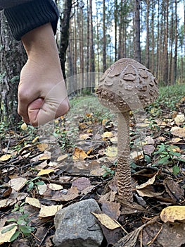 Giant size poisonous mushroom