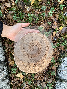 Giant size poisonous mushroom