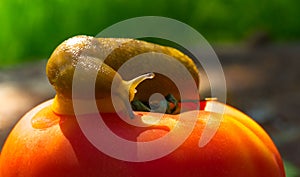 Giant slug and bright ripe tomato