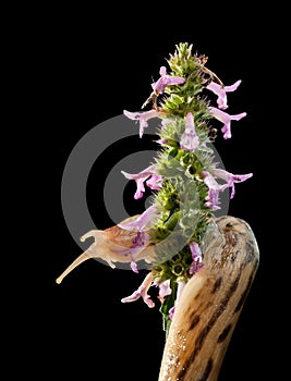 Giant slug twist around inflorescence