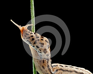 Giant slug twist around stalk