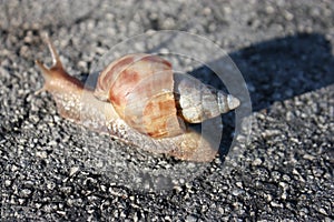 Giant snail!