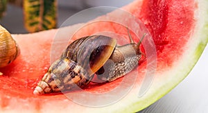 Giant snail Achatina fulica. A snail with a brown striped shell and a dark leg crawls over the skin of a red watermelon