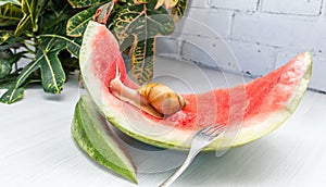 Giant snail Achatina fulica. Snail crawling on a red watermelon peel