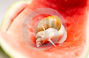 Giant snail Achatina fulica. Snail crawling on a red watermelon peel