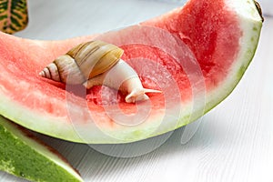 Giant snail Achatina fulica. Snail crawling on a red watermelon peel